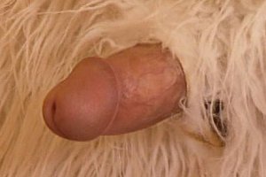 欧美风情1234不卡